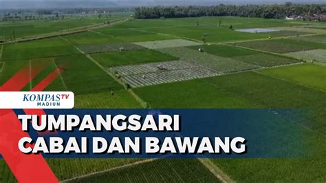 Sistem Tumpang Sari Cabai Dan Bawang Merah Youtube