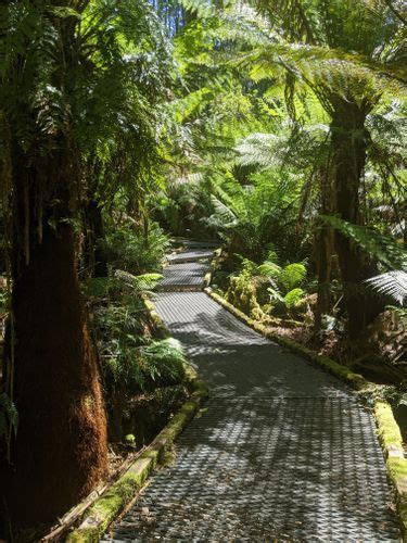 Best 10 Hikes and Trails in Great Otway National Park | AllTrails