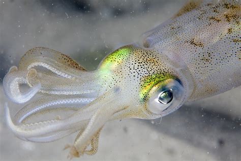 Amazing Facts About Squids Everything You Need To Know