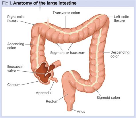 Large Intestine Diagram Quizlet