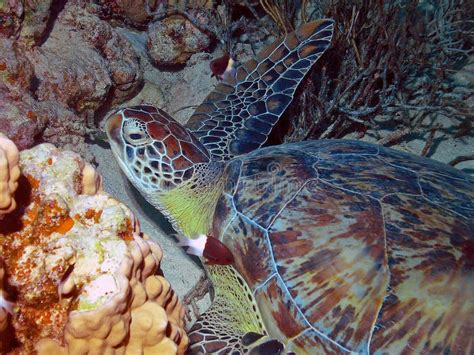 A Hawksbill Sea Turtle Eretmochelys Imbricata In The Red Sea Stock