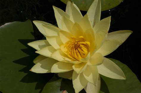 Nymphaea Sulphurea Grandiflora Aquafloris Shop