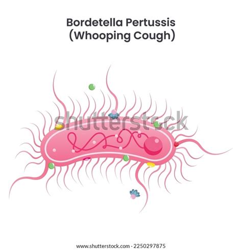 Bordetella Pertussis Whooping Cough Bacteria Science Stock Vector