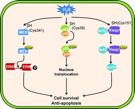 A Review Of Hydrogen Sulfide Synthesis Metabolism And Measurement Is