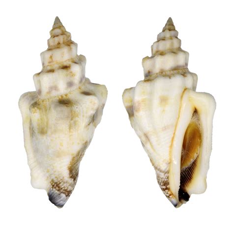 STROMBUS URCEUS ORRAE STROMBIDAE Specimen Sea Shell Picture TS180226