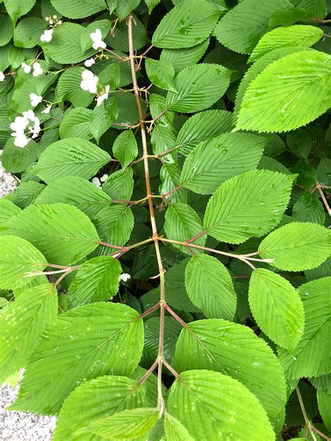 Doublefile Viburnum Umass Amherst Greenhouse Crops And Floriculture