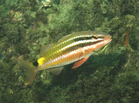 Blacksaddle Goatfish Fishes Of Cabbage Tree Bay Aquatic Reserve