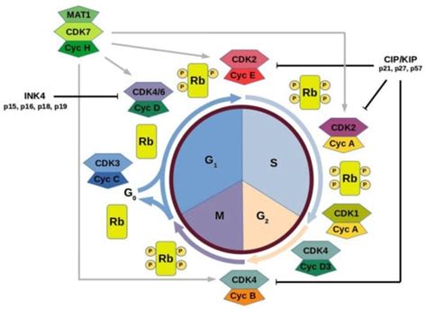 IJMS Free Full Text Cyclin Dependent Kinases CDK And Their Role