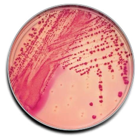 BD BBL Prepared Plated Media Standard Methods Agar Plate 54 OFF