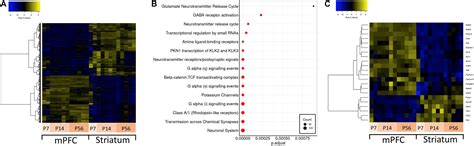 Frontiers Identification Of Natural Antisense Transcripts In Mouse