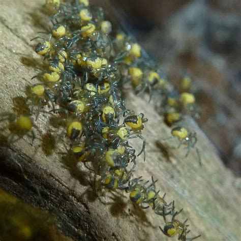 Baby Garden Spiders Project Noah