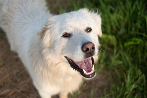 Alaskan Husky Dog Breed Information & Characteristics