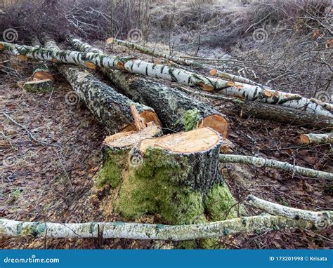 Cortar Troncos De árboles Viejos En El Suelo Concepto De Deforestación