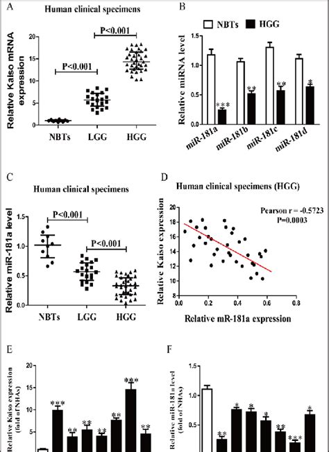 Expression Of Kaiso And Mir 181a In Glioma Tissues And Cell Lines A