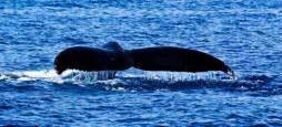 Molokai Whale Watching - Tours & Cruises | GoHawaii.com