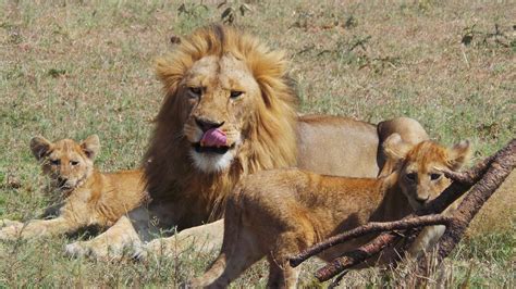 Le Touriste Se Perd Lors Dun Safari Il Passe Trois Jours Au Milieu