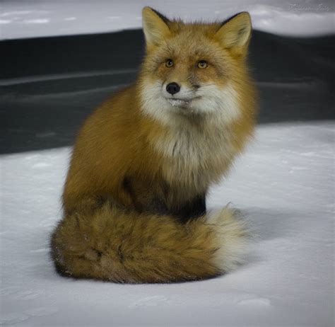 Small Fox Sitting on a Frozen Lake with Snow · Free Stock Photo