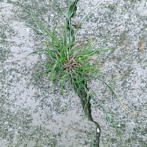 Ervas Daninhas Crescendo Em Rachaduras De Concreto Em Minha Casa Imagem