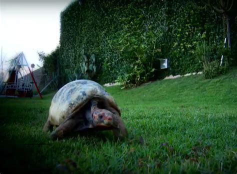 Tortoise Rescued By Volunteers Now Wears World S First D Printed Shell