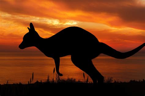 Silueta Canguro Al Atardecer Stock De Foto Gratis Public Domain Pictures