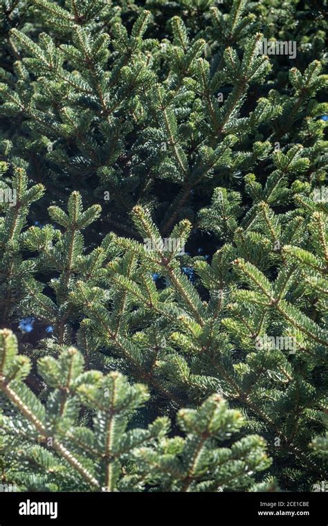 Pine Tree Foliage Hi Res Stock Photography And Images Alamy