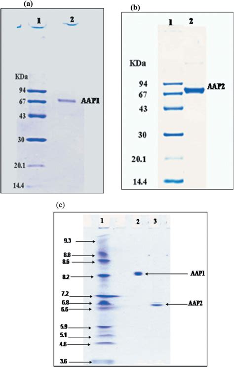 12 Sds Polyacrylamide Gel Electrophoresis A Aap1 1 Molecular