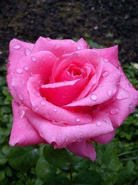 Pin By Sivaji Raju On Rose Beautiful Rose Flowers Beautiful Roses