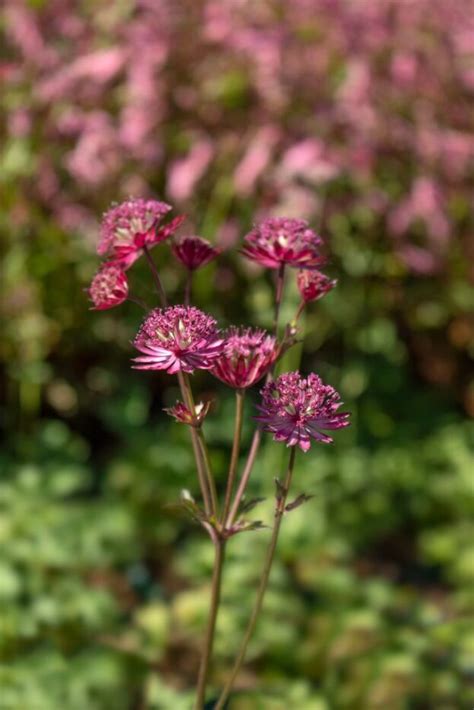 Gro E Sterndolde Wissen Shop Astrantia Major Venice Pflanzkompass