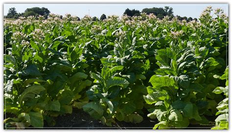 Coup De Tabac Champ De Tabac En Fleur Nicotiana Tabacum Pierre