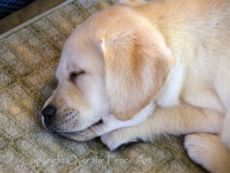 YELLOW LABRADOR PUPPY Sleeping Photo Greeting Card - Etsy