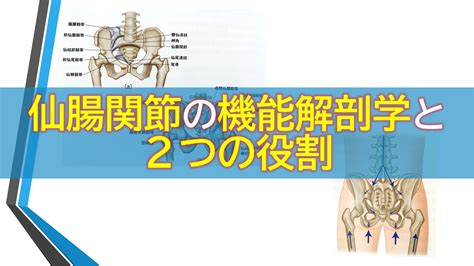 仙腸関節の機能解剖学と2つの役割 理学療法士による理学療法士のためのブログ