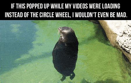 Spinning Seal Meme Gif - Draw-plum