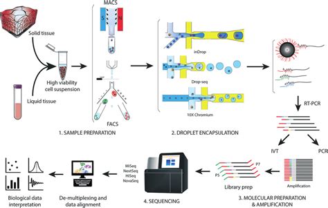 Single Cell RNAseq Sample Journey Schematic Representation Of A