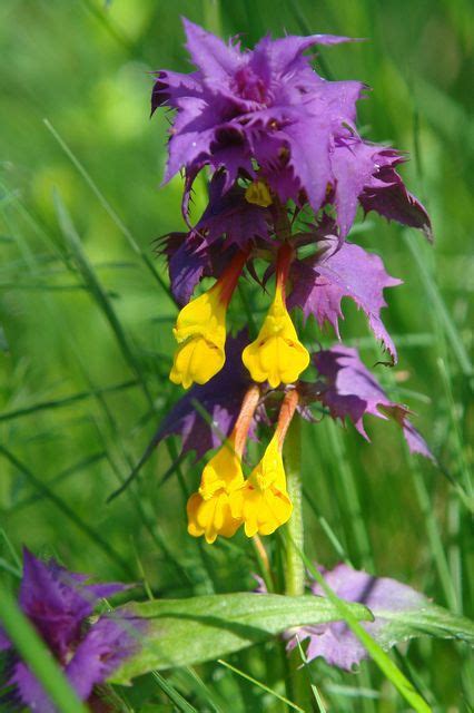 Romanian Cow Wheat Melampyrum Bihariense Plants Garden