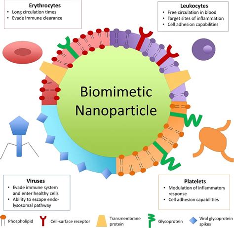 Bio Inspired Engineering Of Nanoparticles For Drug Delivery Exosome Rna