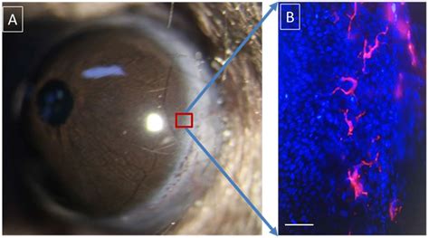 Frontiers Resident Innate Immune Cells In The Cornea