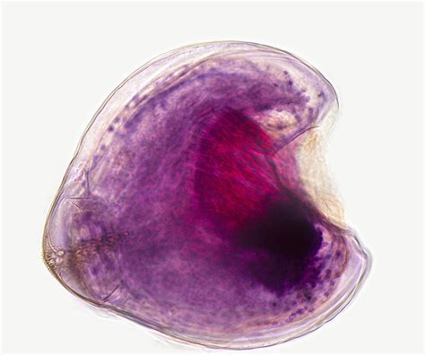 Glochidium Or Larva Of A Freshwater Photograph by Science Stock ...