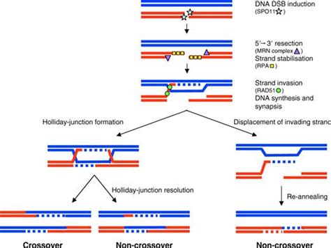 Meiotic Sex Chromosome Inactivation Development The Company Of Biologists