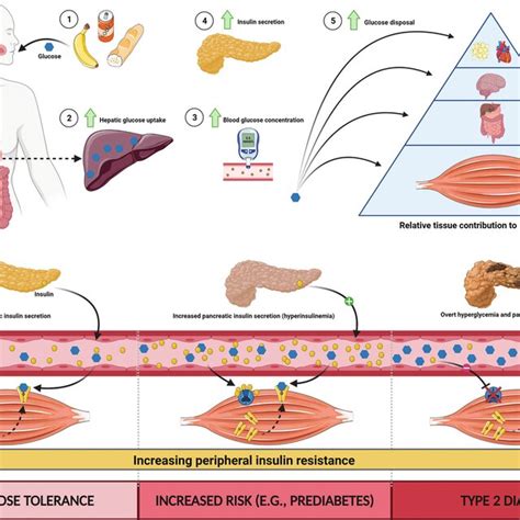 Postprandial Glucose Metabolism Across The Spectrum Of Glucose