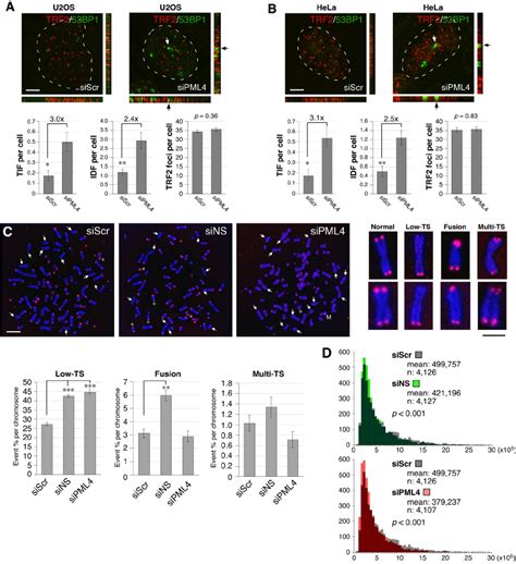 Loss Of PML IV Or NS Increases The Frequency Of Telomere Damage And