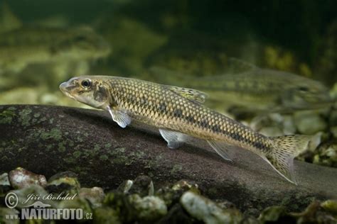 Gobio gobio Pictures, Gudgeon Images, Nature Wildlife Photos | NaturePhoto