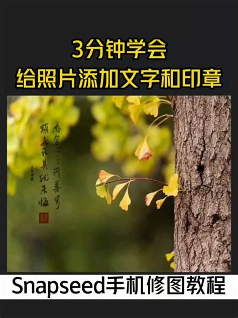 3分钟学会给照片添加文字和印章素材 度小视