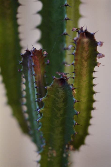 Images Gratuites la nature épineux cactus la photographie feuille