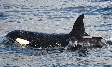 Killer Whale Observed Caring For Pilot Whale In Remarkable First Dal