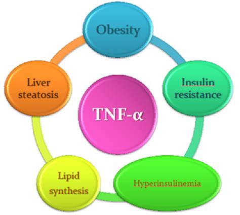 The Vicious Circle Linking Obesity And Hyperinsulinemia Download