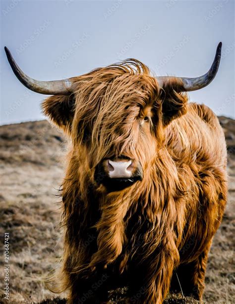 Highland Cow Stock Photo Highland Cow Art Cow Photography Fluffy Cows