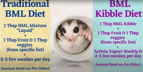 Sugar Glider Feeding Guidelines - PETLOQ