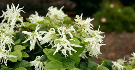 Emerald Snow® Semi-dwarf Loropetalum - Southern Living Plants