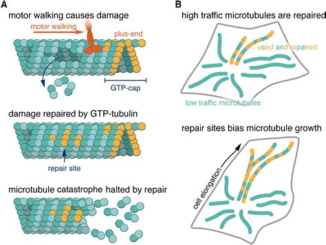 Mending Microtubules Enhances Cell Polarity Developmental Cell