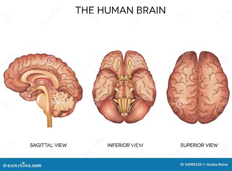 Esquema De Color De La Anatomía Del Cerebro Ilustración del Vector